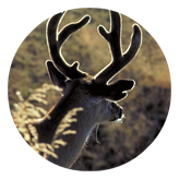 DAROUND 310 Gone Hunting (Deer)